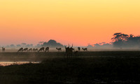 Sunrise - Kafue NP