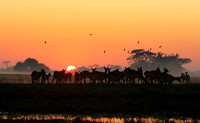 Sunrise - Kafue NP