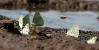 At the waterhole - Mashatu game reserve