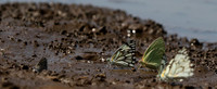 At the waterhole - Mashatu game reserve