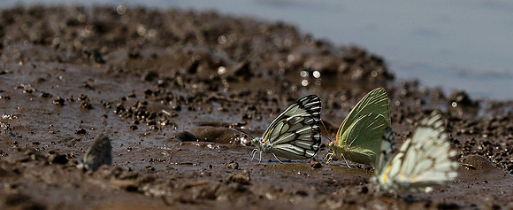 At the waterhole - Mashatu game reserve