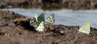 At the waterhole - Mashatu game reserve