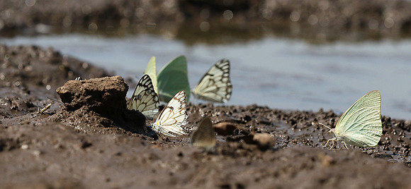 At the waterhole - Mashatu game reserve
