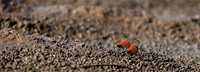 At the waterhole - Mashatu game reserve