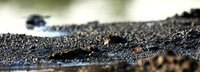 At the waterhole - Mashatu game reserve