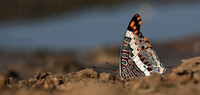 At the waterhole - Mashatu game reserve