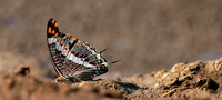 At the waterhole - Mashatu game reserve