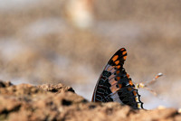 At the waterhole - Mashatu game reserve