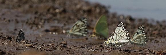 At the waterhole - Mashatu game reserve