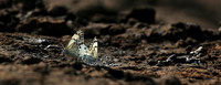At the waterhole - Mashatu game reserve