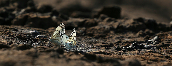 At the waterhole - Mashatu game reserve