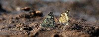 At the waterhole - Mashatu game reserve