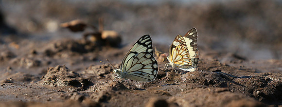 At the waterhole - Mashatu game reserve