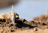 At the waterhole - Mashatu game reserve