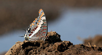 At the waterhole - Mashatu game reserve