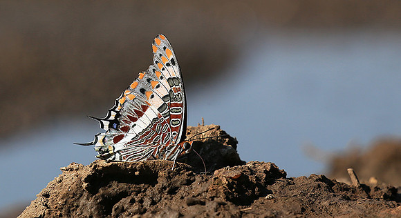 At the waterhole - Mashatu game reserve