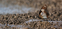At the waterhole - Mashatu game reserve