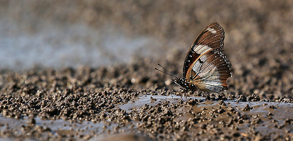 At the waterhole - Mashatu game reserve