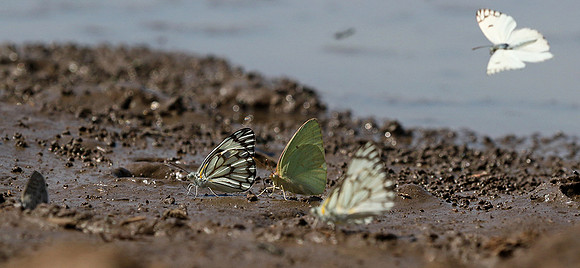At the waterhole - Mashatu game reserve