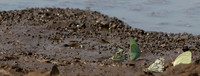 At the waterhole - Mashatu game reserve