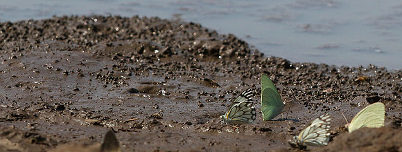 At the waterhole - Mashatu game reserve