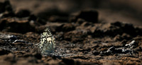 At the waterhole - Mashatu game reserve