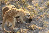 Makgadikgadi