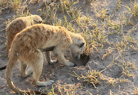 Makgadikgadi