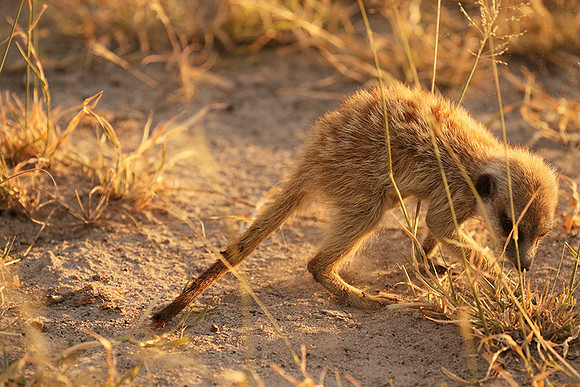 Makgadikgadi