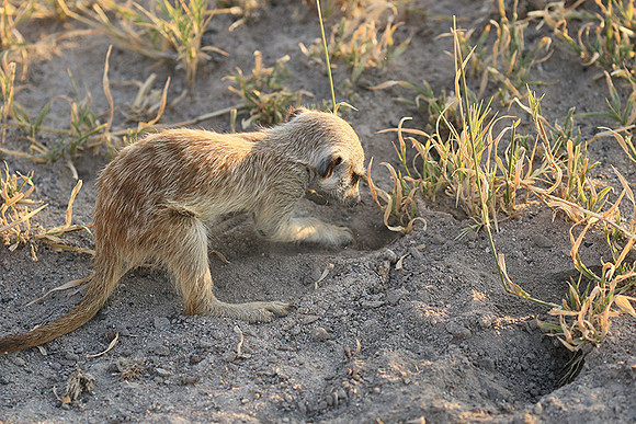 Makgadikgadi