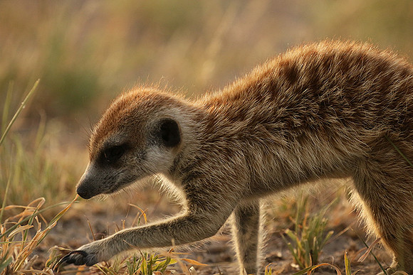 Makgadikgadi