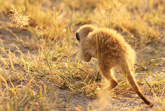 Makgadikgadi