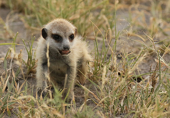 Makgadikgadi