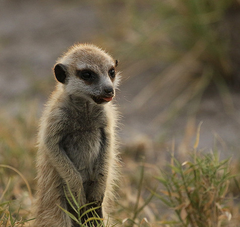 Makgadikgadi