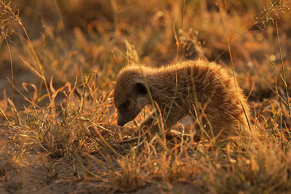 Makgadikgadi