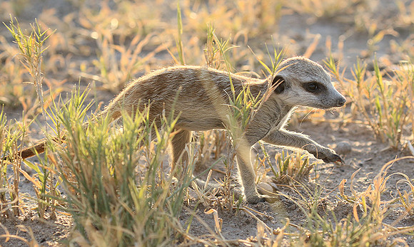 Makgadikgadi