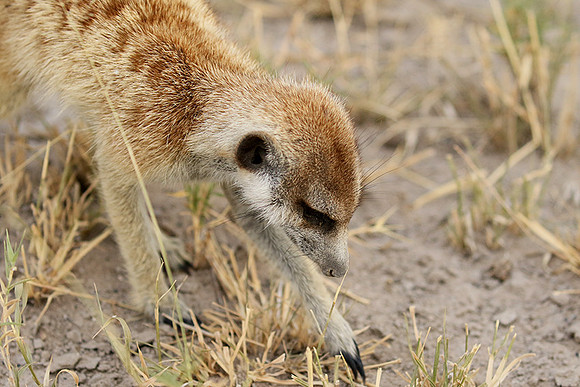 Makgadikgadi
