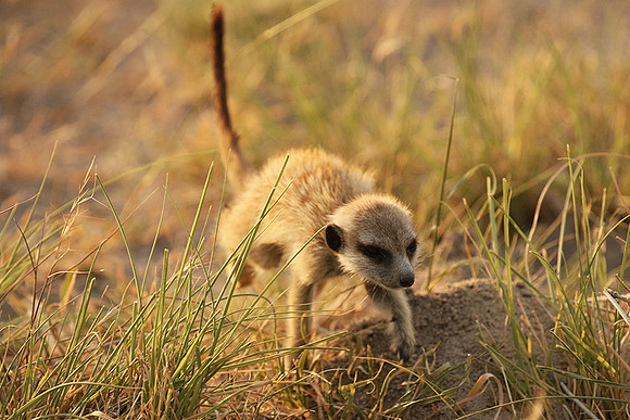 Makgadikgadi