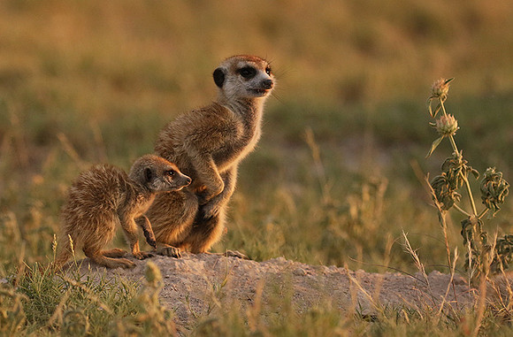Makgadikgadi