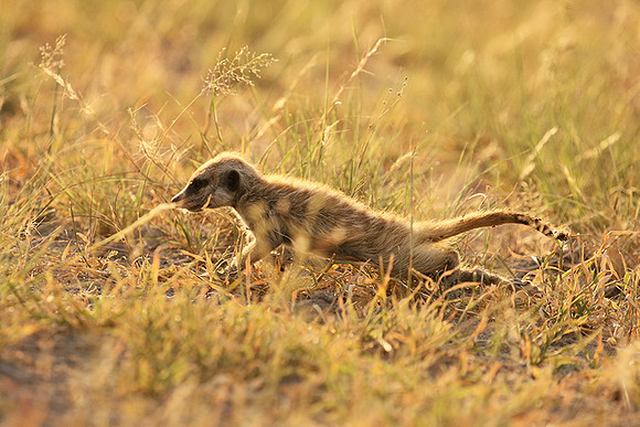 Makgadikgadi