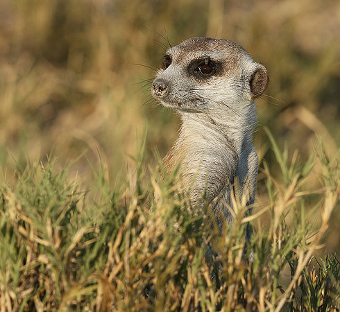 Makgadikgadi