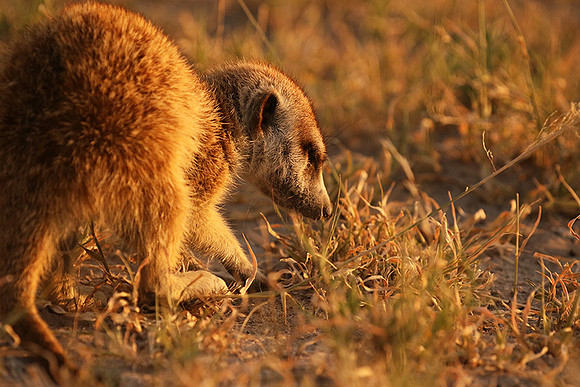 Makgadikgadi