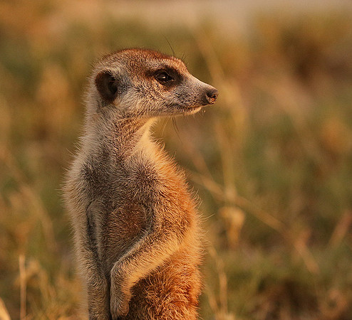 Makgadikgadi