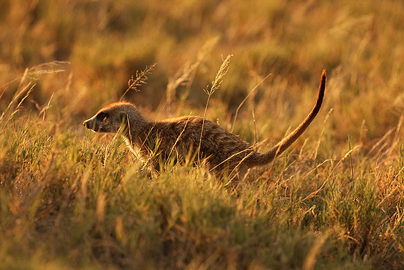 Makgadikgadi