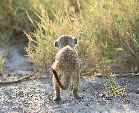 Makgadikgadi
