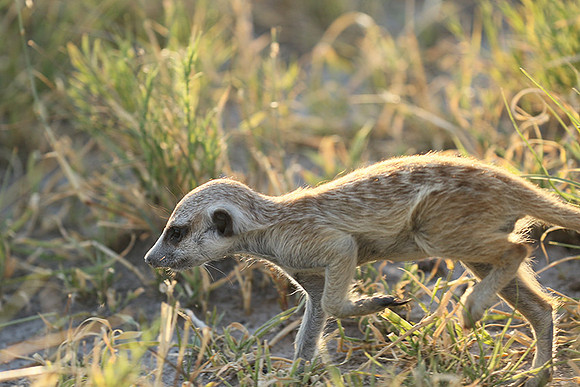Makgadikgadi