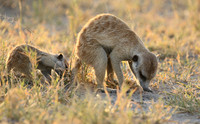 Makgadikgadi