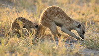 Makgadikgadi