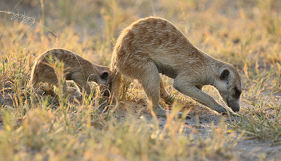 Makgadikgadi