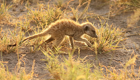 Makgadikgadi